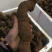 江西正宗粉防己多年种植经验粉防己