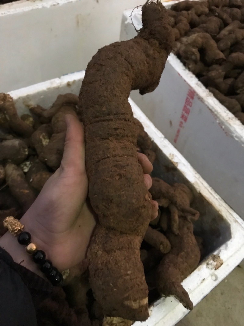 江西正宗粉防己多年种植经验粉防己
