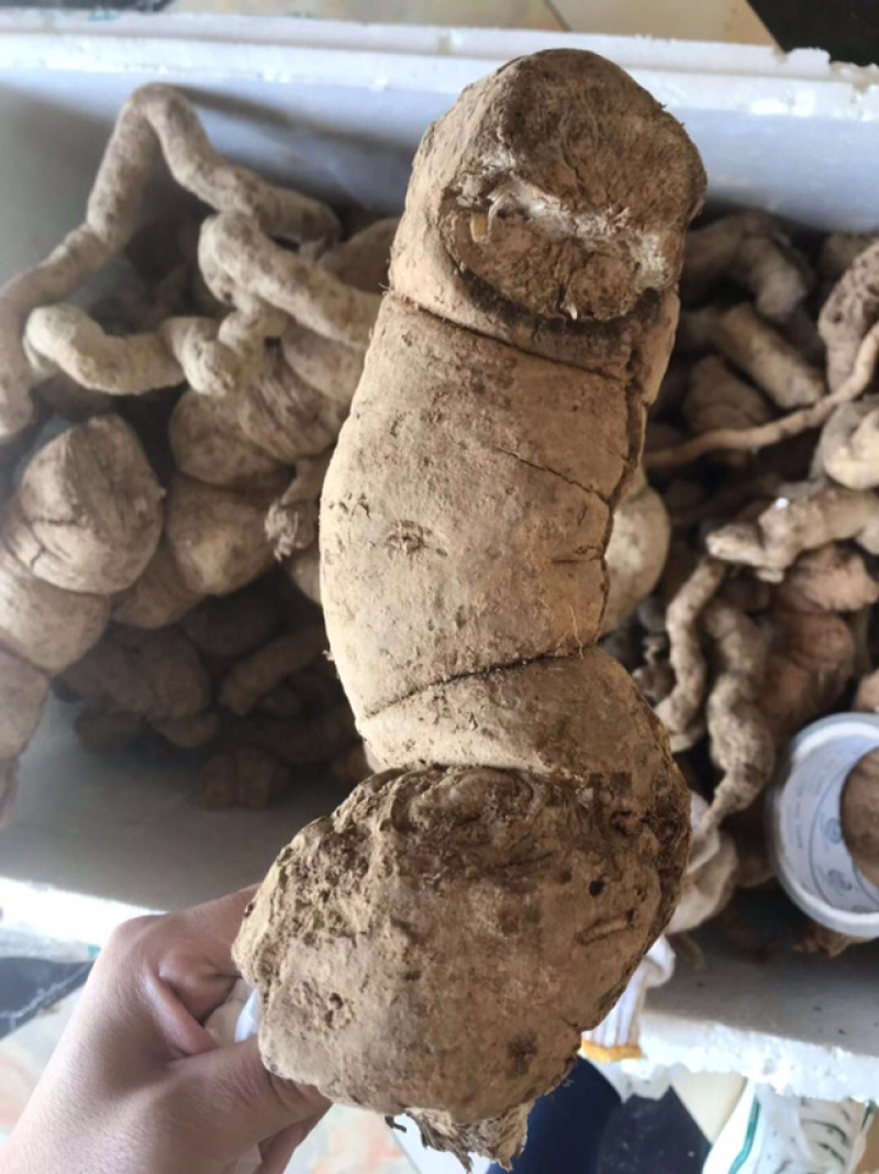江西正宗粉防己多年种植经验粉防己