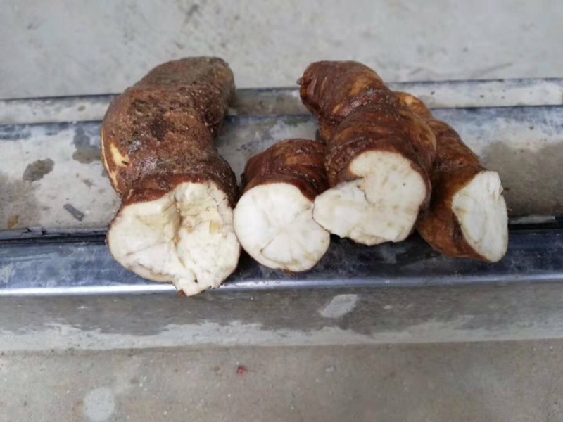 江西正宗粉防己多年种植经验粉防己