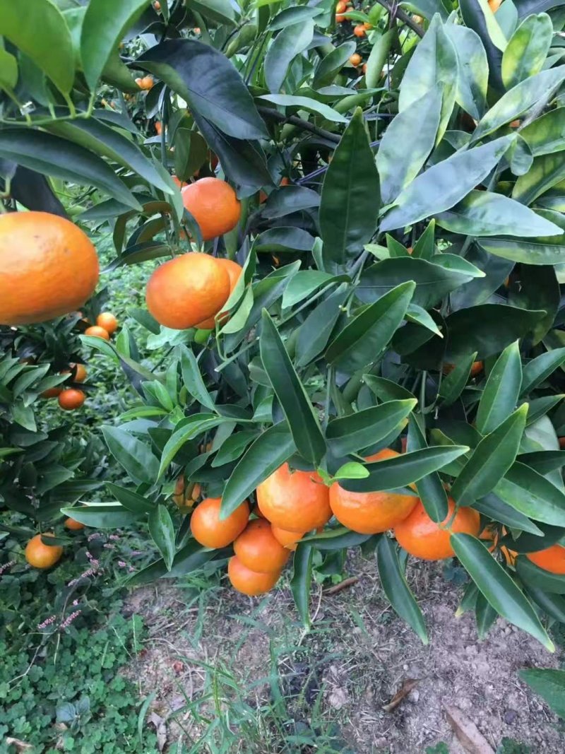 水果东方红
