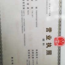 干笋