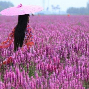 千屈菜籽种多年生水生花卉水柳种子景观花卉耐寒