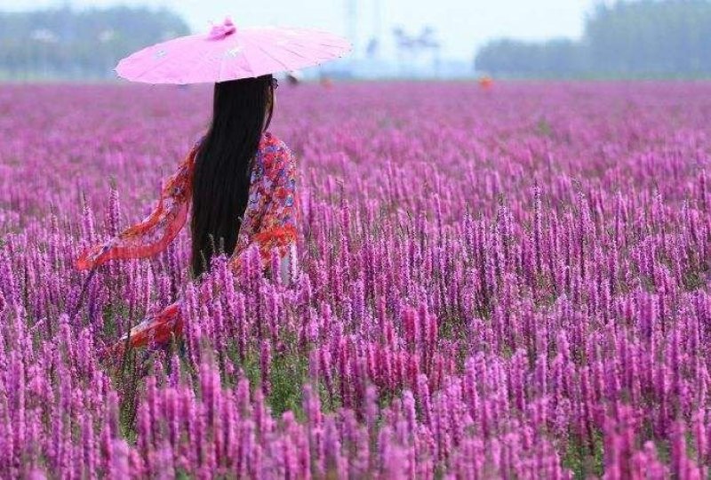 千屈菜籽种多年生水生花卉水柳种子景观花卉耐寒