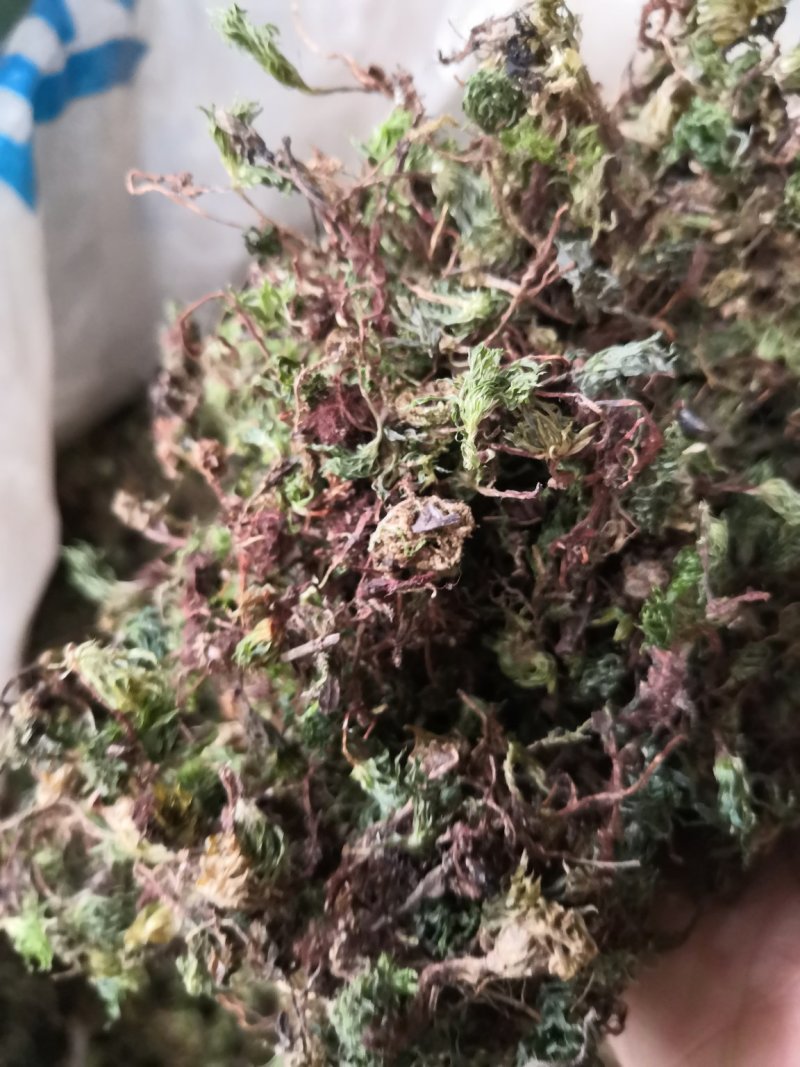 回心草纯野生中药材云南产地直销