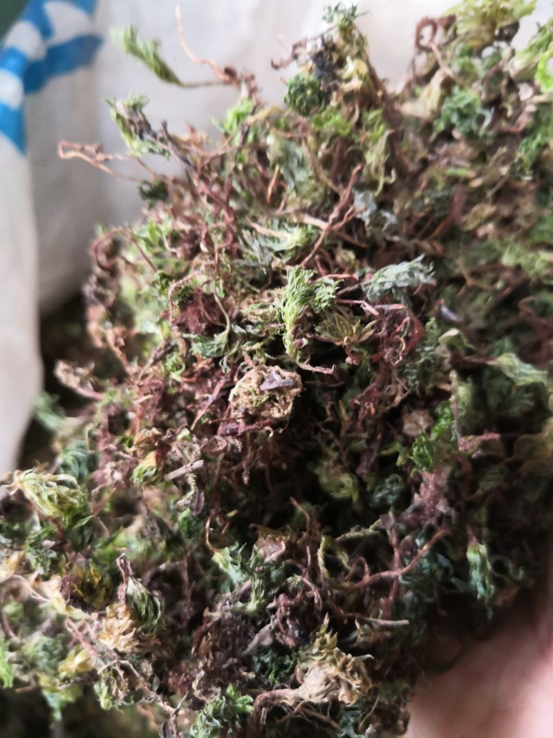 回心草纯野生中药材云南产地直销