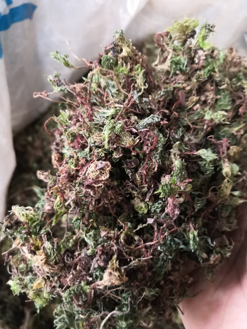 回心草纯野生中药材云南产地直销