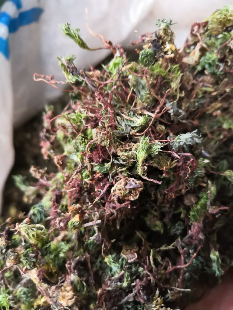 回心草纯野生中药材云南产地直销