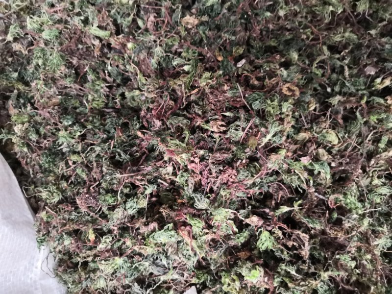 回心草纯野生中药材云南产地直销