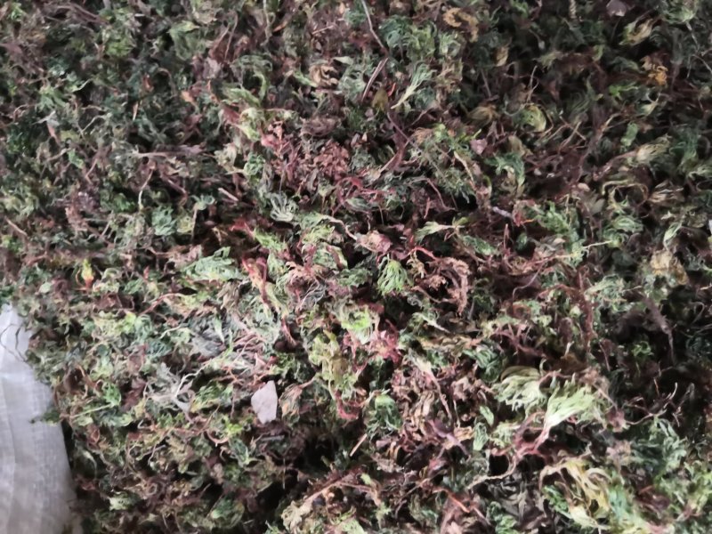 回心草纯野生中药材云南产地直销