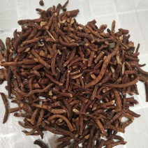 长白山蒲公英根茶大，中，小，段，