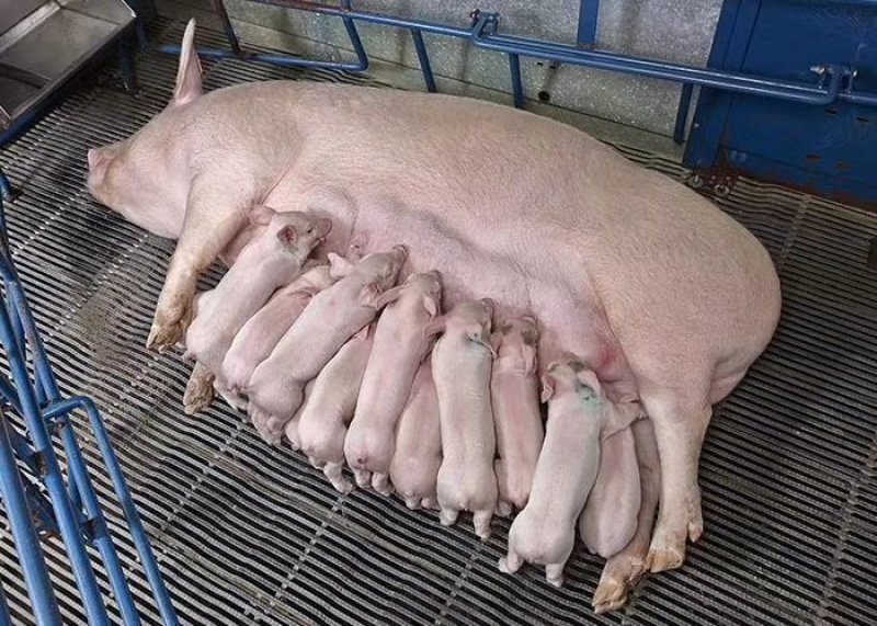 常年出售各种种猪仔猪