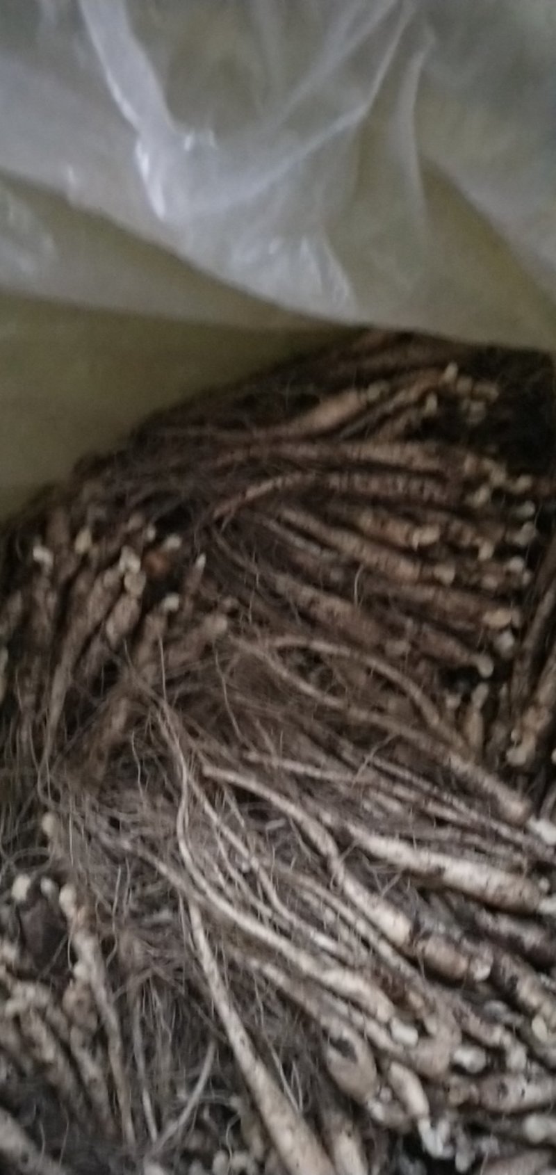 小鲜参