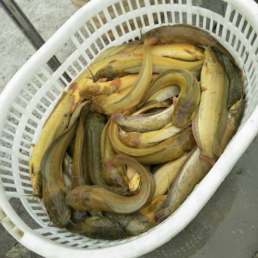 塘角鱼