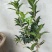 (当年开花)桂花苗桂花树苗月月桂红金桂四季桂盆栽花卉庭院