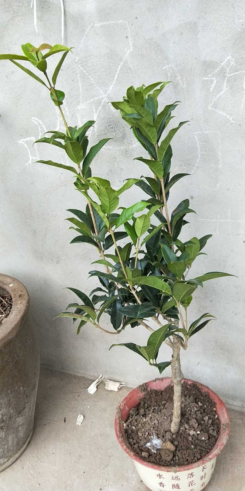 (当年开花)桂花苗桂花树苗月月桂红金桂四季桂盆栽花卉庭院