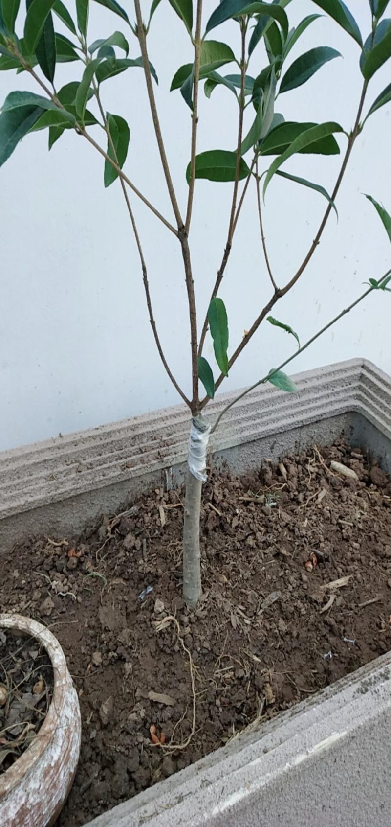 (当年开花)桂花苗桂花树苗月月桂红金桂四季桂盆栽花卉庭院