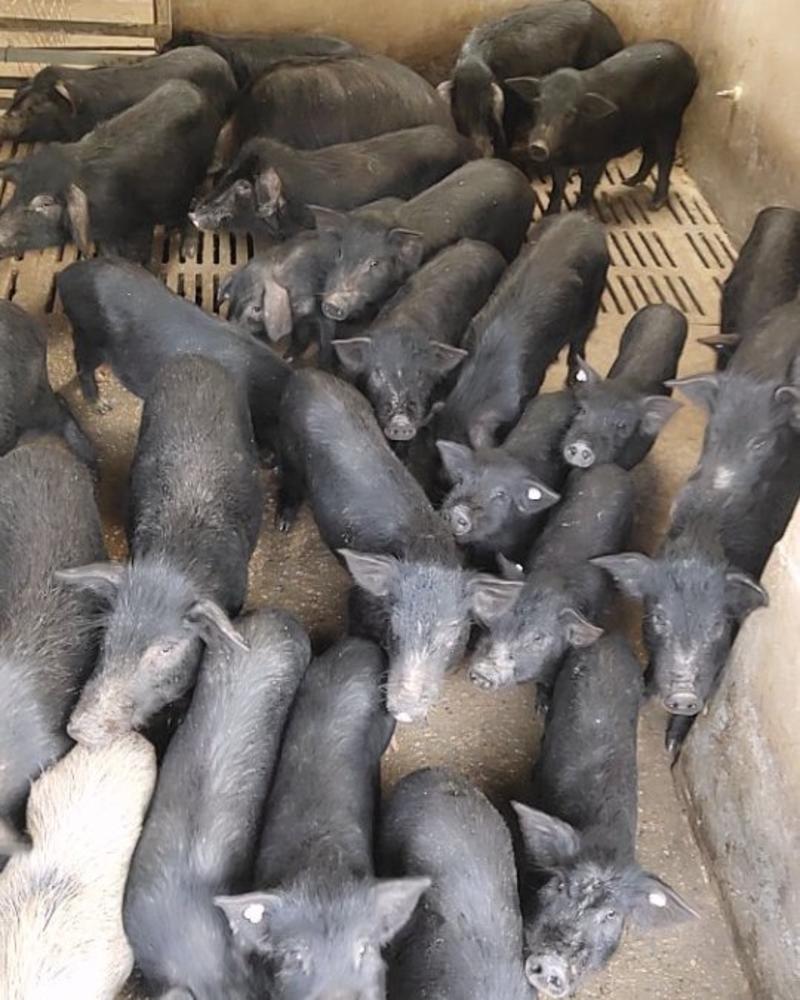 藏香猪包活包健康可以线上交易，安全有保障