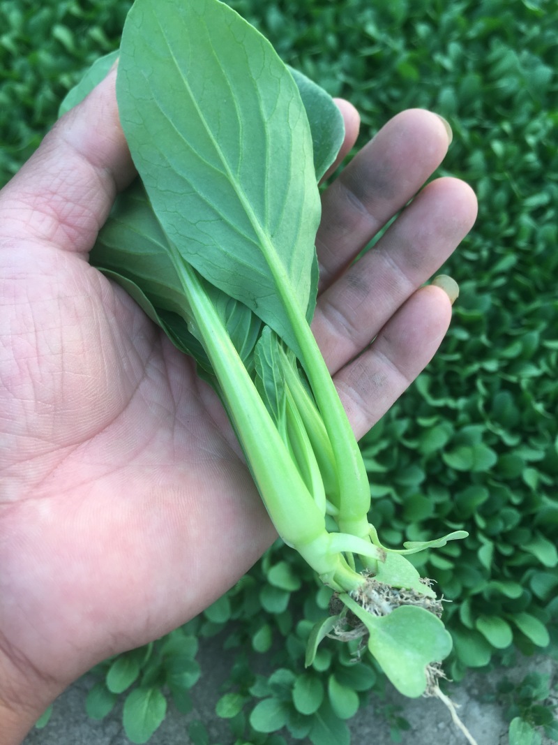 基地常年供应上海鸡毛菜