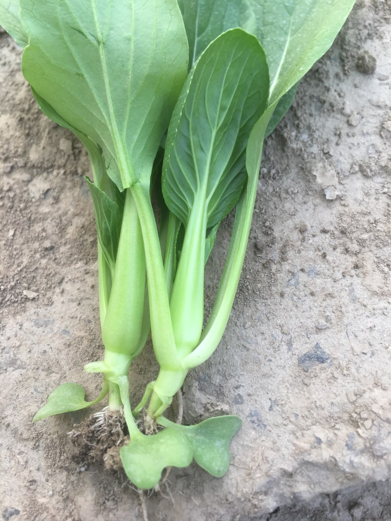 基地常年供应上海鸡毛菜