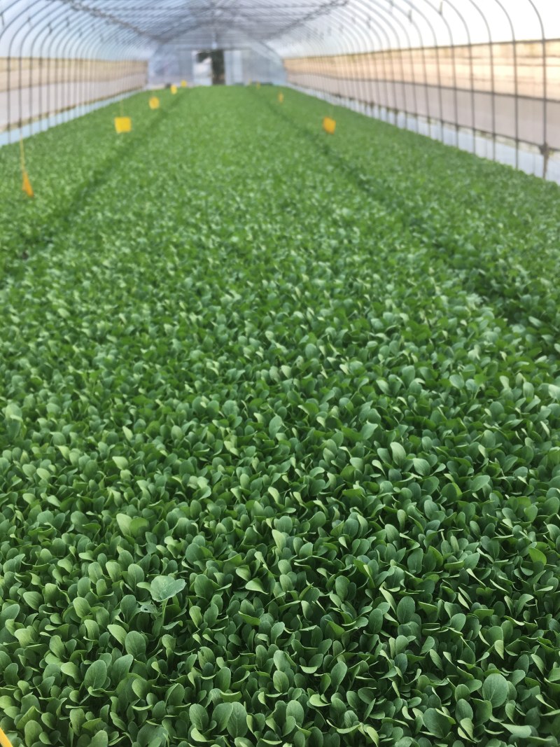 基地常年供应上海鸡毛菜