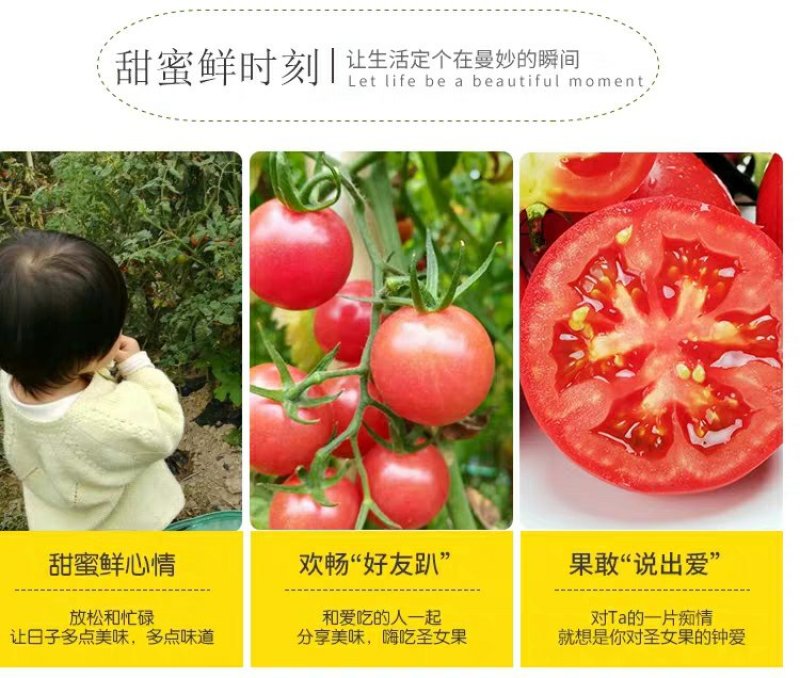 海南昌江千禧圣女果，小西红柿大面积果园，代办代购一条龙服