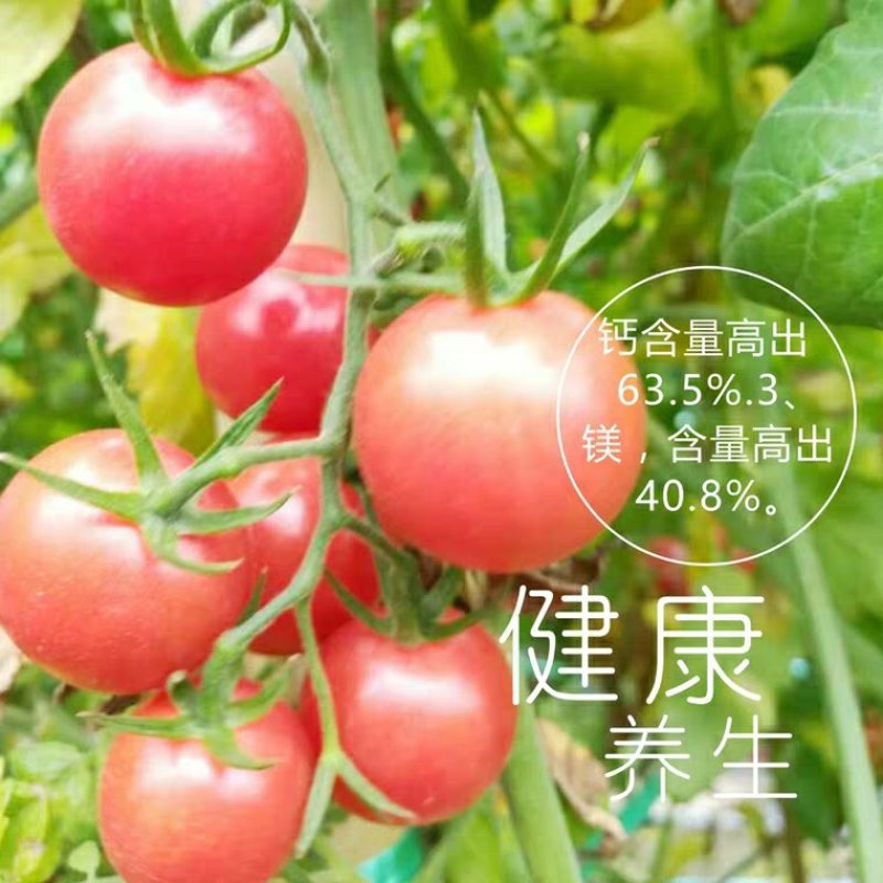 海南昌江千禧圣女果，小西红柿大面积果园，代办代购一条龙服