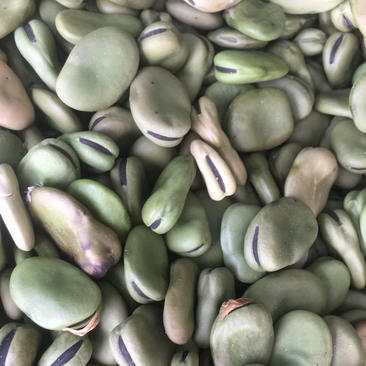 常年购销干蚕豆，青蚕豆安徽蚕豆，质量好，货源充足。