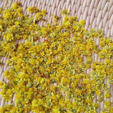 正宗野菊花
