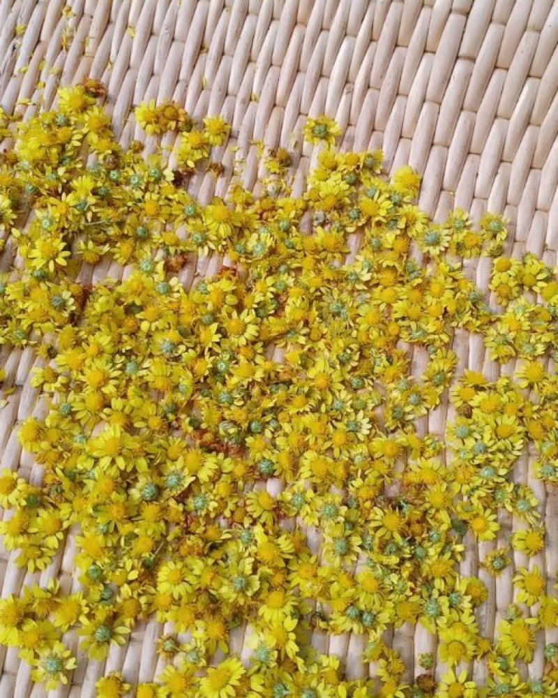 正宗野菊花