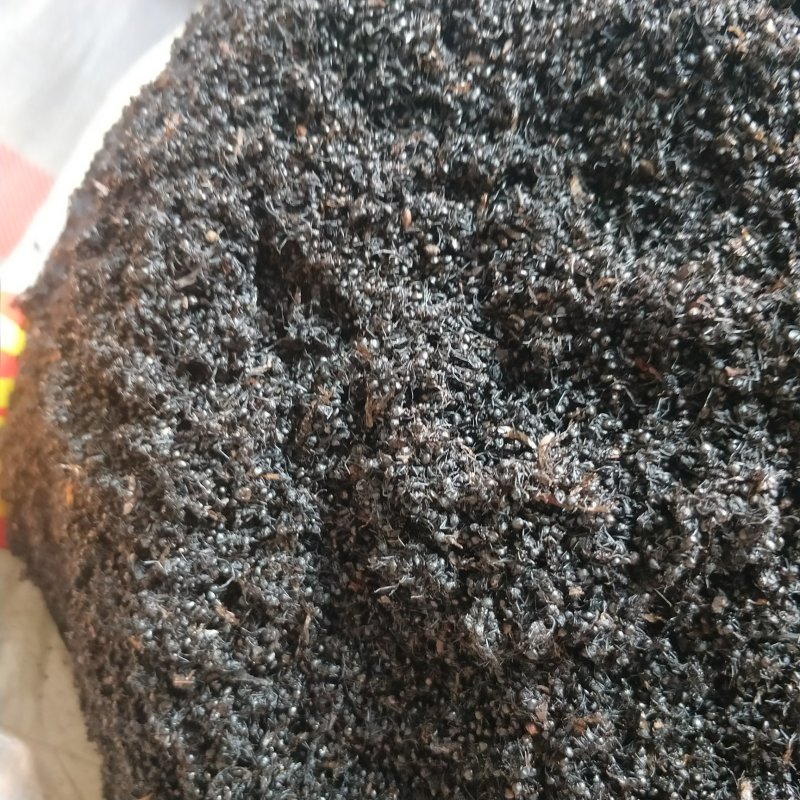 中药材黑蚂蚁干野生黑蚂蚁大个拟黑多刺蚁干泡酒料可磨粉
