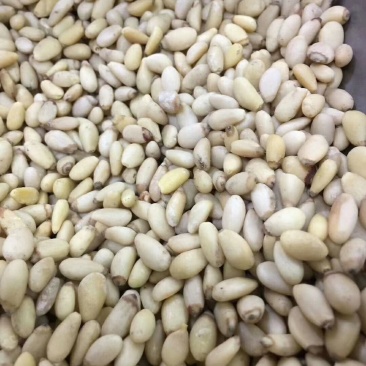 东北松仁～～榨油加工食品辅料专用，适合各大中小榨油厂使用