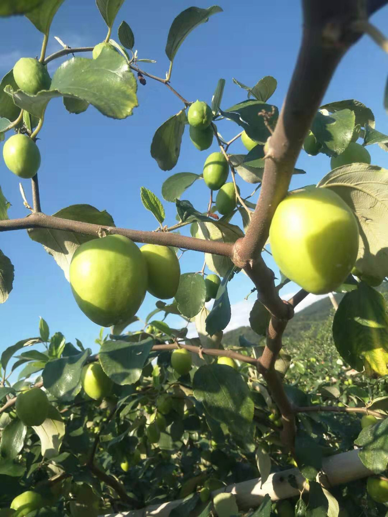 西双版纳青枣上市了！需要的老板尽快哦