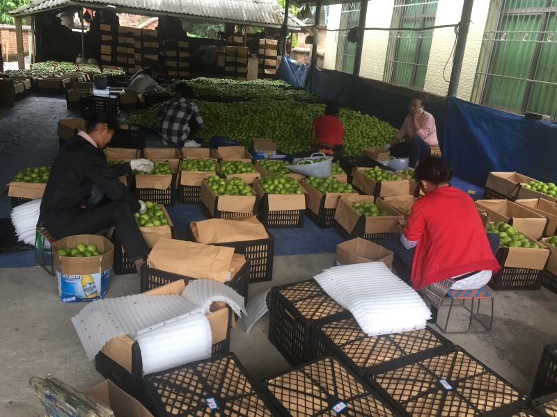 西双版纳青枣上市了！需要的老板尽快哦