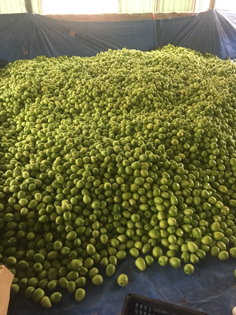 西双版纳青枣上市了！需要的老板尽快哦