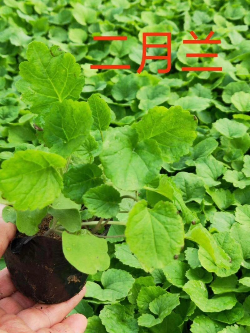 正宗二月兰大量供应，苗圃直供，欢迎选购