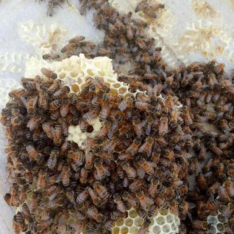 和田市皮山县土蜂蜜