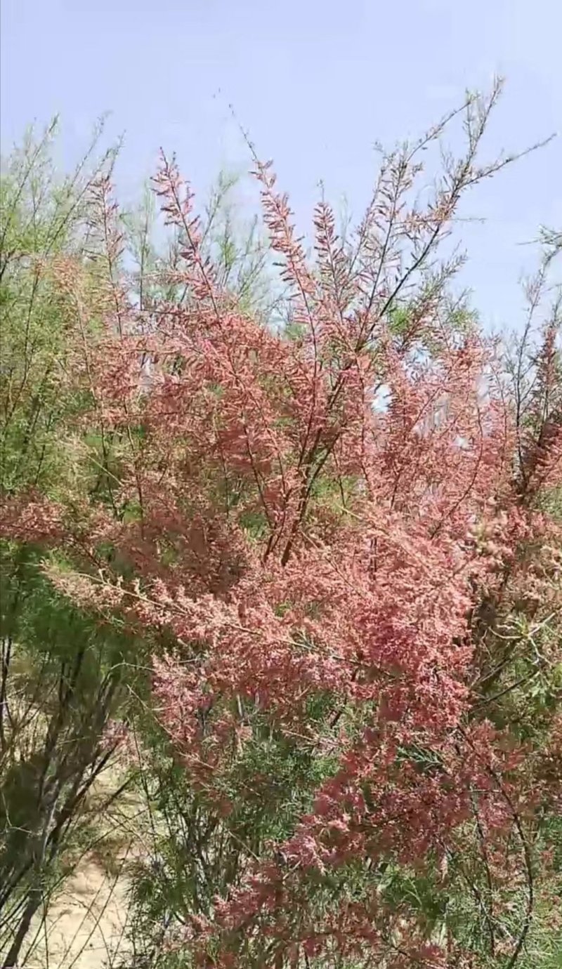 和田市皮山县土蜂蜜