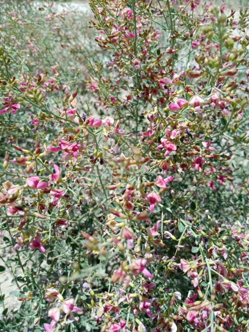 和田市皮山县土蜂蜜