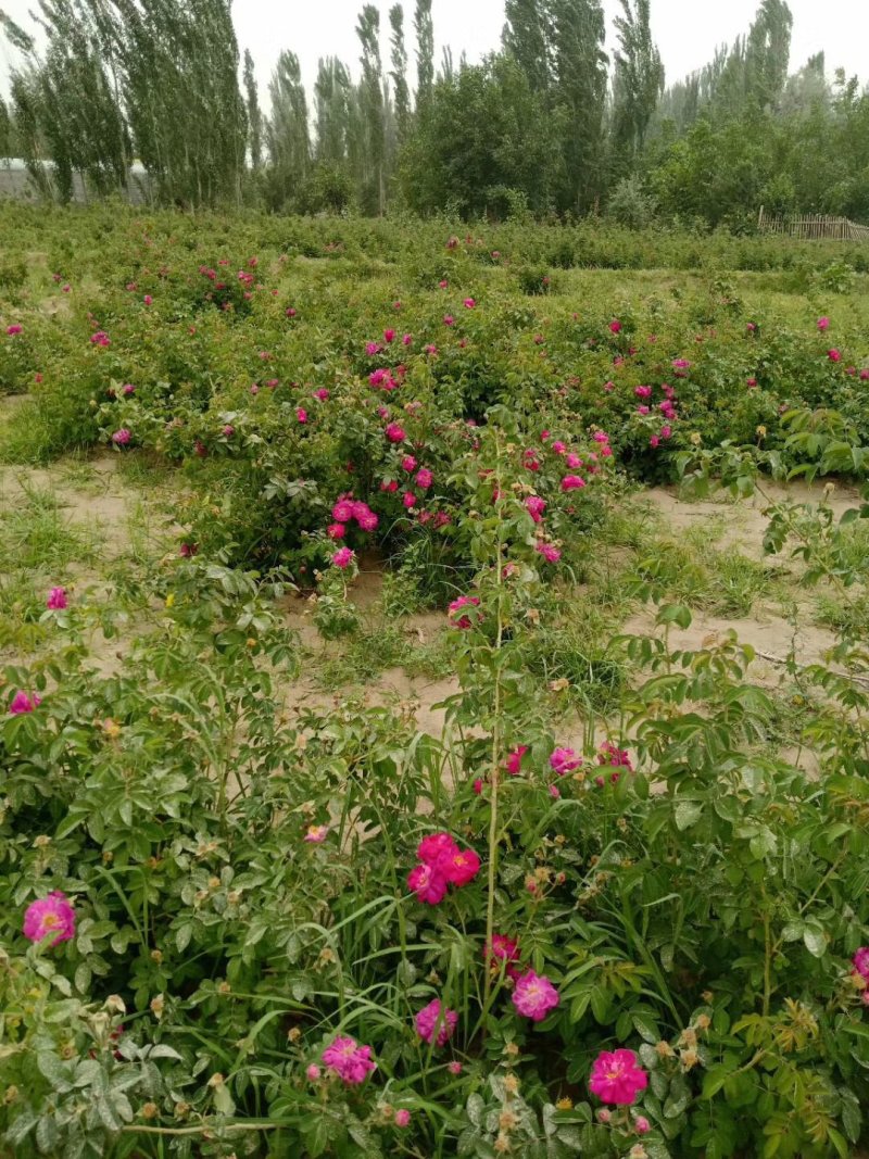 和田市皮山县土蜂蜜