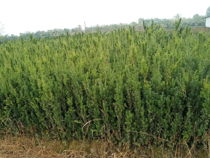 红豆杉四川曼地亚红豆杉小苗！兄弟苗圃直销中！无中间商！