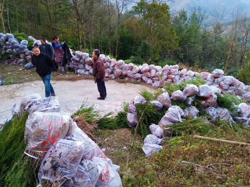 红豆杉四川曼地亚红豆杉小苗！兄弟苗圃直销中！无中间商！