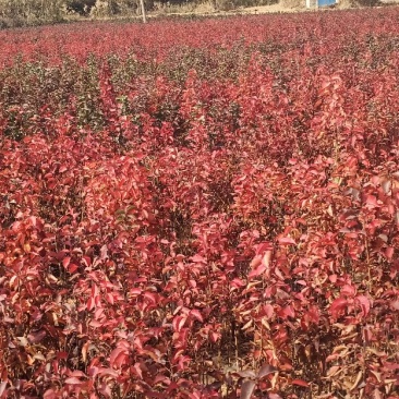 杜梨苗现挖现卖品质优价格低量大优惠保湿邮寄