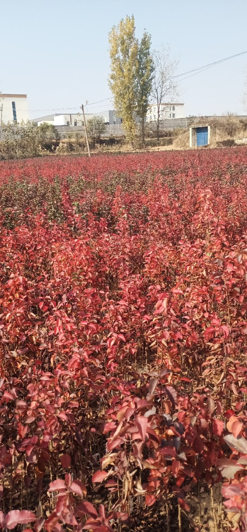 杜梨苗现挖现卖品质优价格低量大优惠保湿邮寄