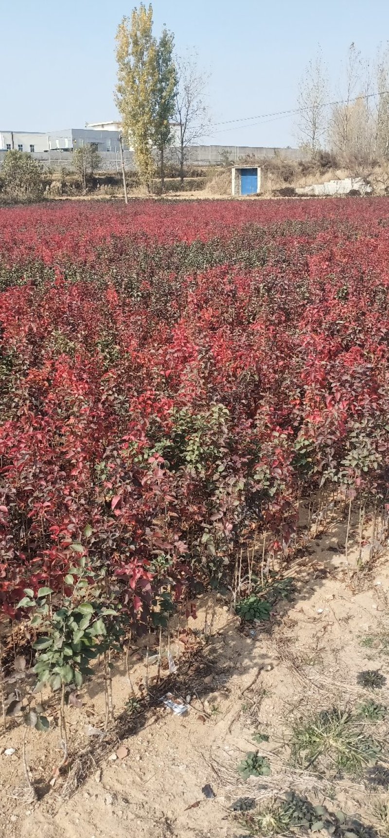 杜梨苗现挖现卖品质优价格低量大优惠保湿邮寄