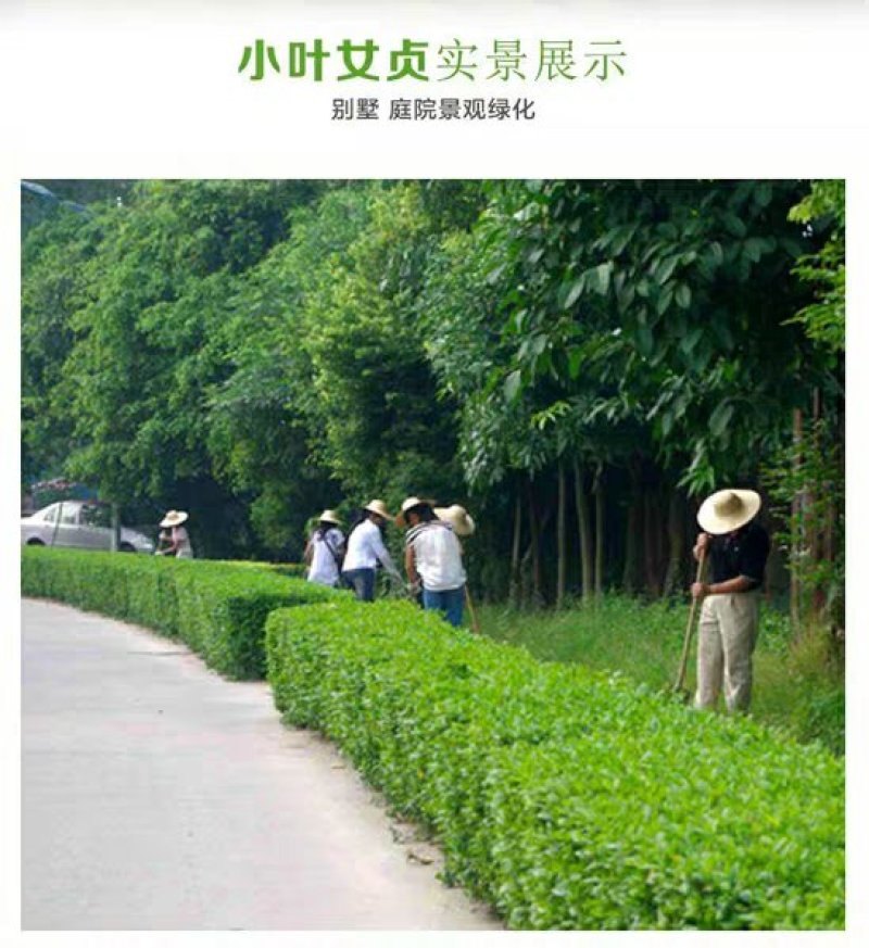 小叶女贞四季常青树苗基地直销