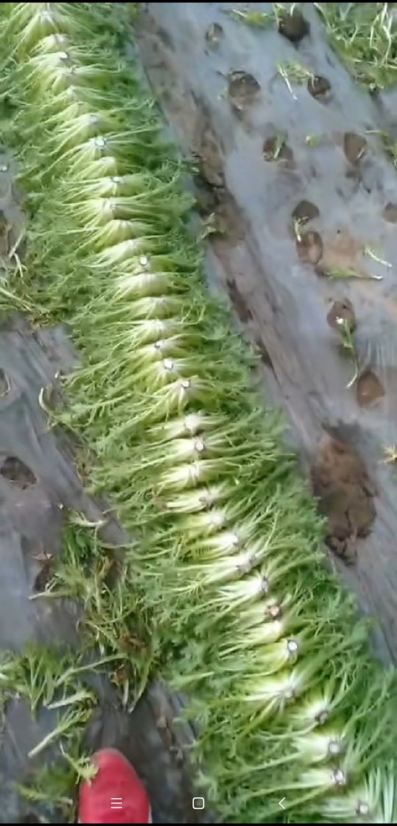 精品苦菊大量上市良心做事赚辛苦钱
