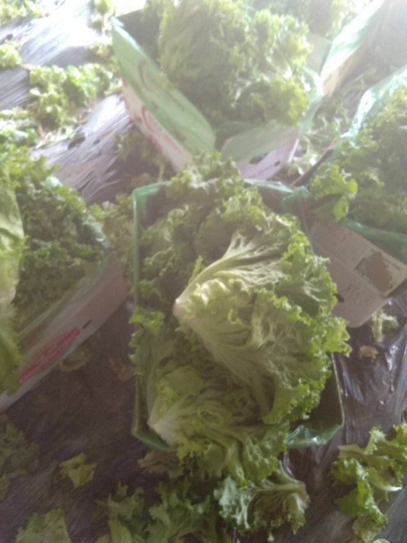 精品生菜大量上市良心做事赚辛苦钱
