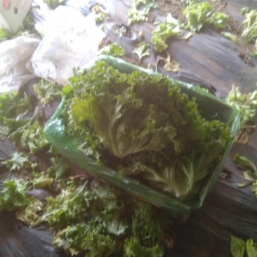 精品生菜大量上市良心做事赚辛苦钱