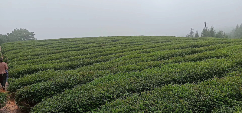 绿茶-毛尖一缕香，一口爽——饮之有道都市生活茶。